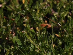 Stellaria calycantha