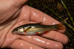 Pseudobarbus swartzi