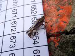 Orthopagus splendens