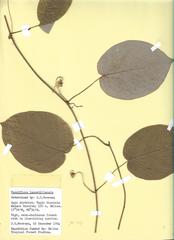 Passiflora lancetillensis