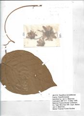 Passiflora lancetillensis