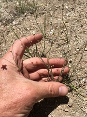 Eremogone ferrisiae