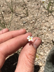 Eremogone ferrisiae