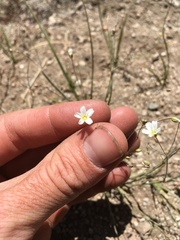 Eremogone ferrisiae