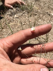 Eremogone ferrisiae