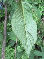 Magnoliopsida