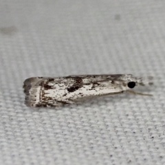 Microcrambus kimballi