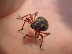Otiorhynchus coecus