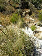 Sporobolus contractus