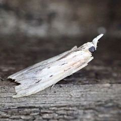 Ancylostomia stercorea