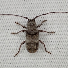 Ecyrus