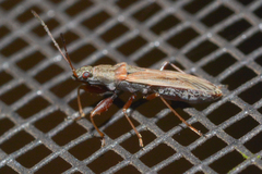 Paromius longulus