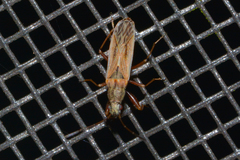 Paromius longulus