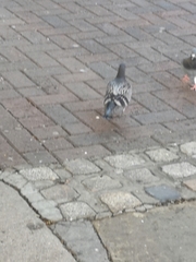 Columba livia domestica