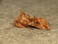 Autographa jota