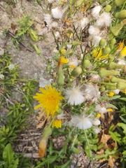 Sonchus arvensis uliginosus