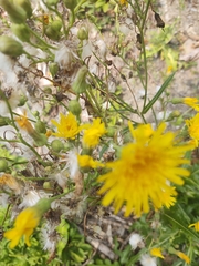 Sonchus arvensis uliginosus