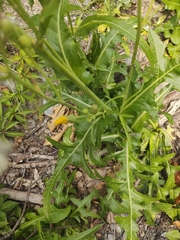 Sonchus arvensis uliginosus