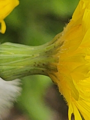 Sonchus arvensis uliginosus