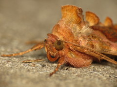 Autographa jota
