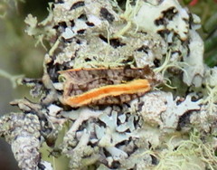 Acleris variana