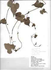 Aristolochia pentandra