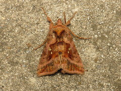 Autographa jota