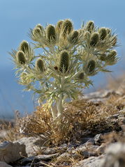 Eryngium spinalba