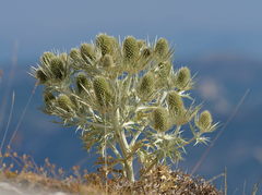 Eryngium spinalba