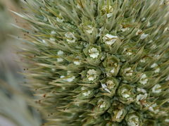 Eryngium spinalba