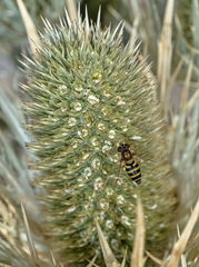 Eryngium spinalba