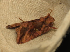 Autographa jota