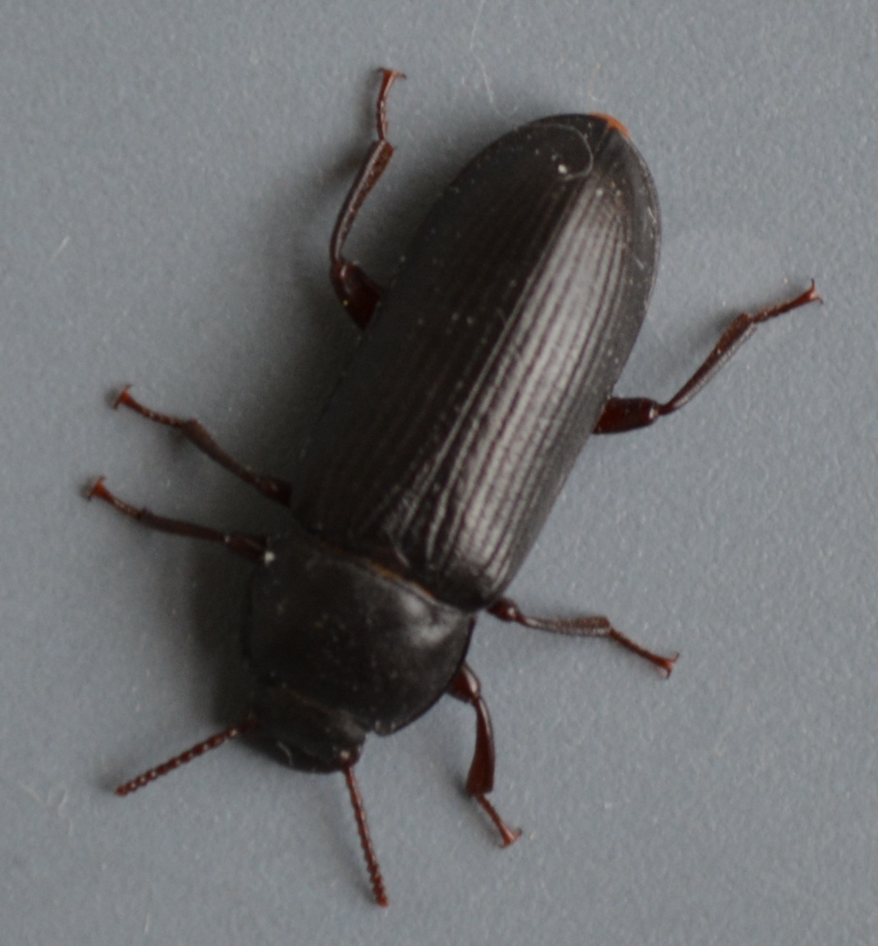 Yellow Mealworm Beetle (Tenebrio molitor) · iNaturalist
