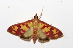 Stenochora lancinalis