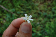 Cordia trichotoma