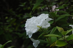 Varronia leucocephala