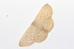 Scopula minorata