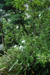 Varronia leucocephala