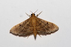 Omiodes indicata