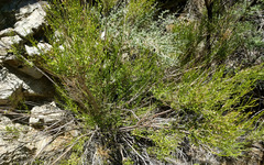 Baccharis sergiloides