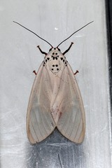 Amerila phaedra