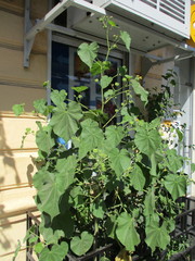 Abutilon theophrasti