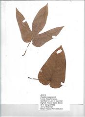 Passiflora seemannii