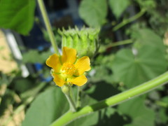 Abutilon theophrasti