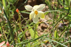 Cyanella alba flavescens