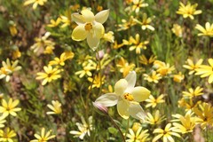 Cyanella alba flavescens