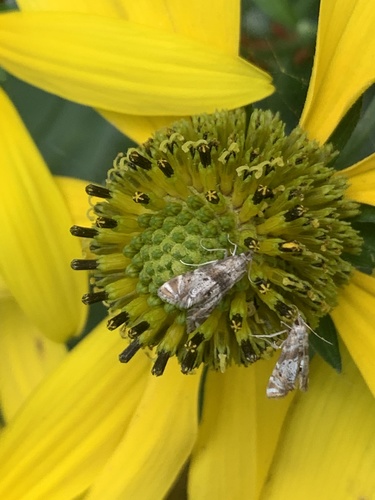 Feather-edged Petrophila photo 5