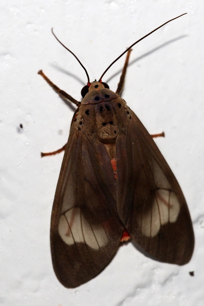 Amerila luteibarba