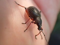 Otiorhynchus coecus