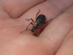 Otiorhynchus coecus